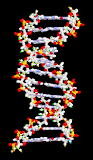 <Img src ="cadenas_DNA_en_movimiento.gif" width = "181" height "313" border = "0" alt = "Imagen de ADN">