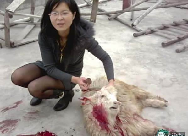 Chinese Woman Killing A Goat : Chinese Woman Killing A Goat / Goat Vaccination Alabama ... - Terrified goats scream in two rare snow leopards killed more than 50 sheep and goats in nw china's xinjiang.