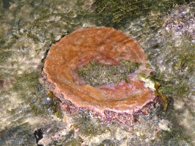 Barrel Sponge (Xestospongia testudinaria)