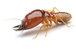 Termite definition and meaning