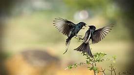 Birds image 4k