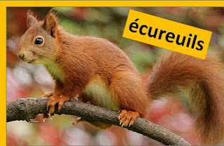 écureuils