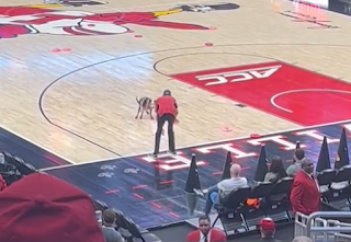 Dog takes dump on court, Virginia Tech vs. Louisville, 2/28/2023