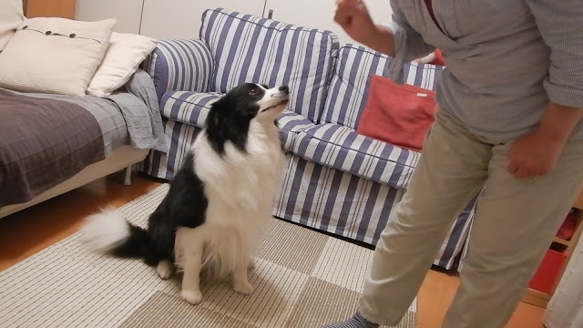 保護犬 ボーダーコリー トーマ