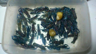 Jual Bibit Lobster Bekasi