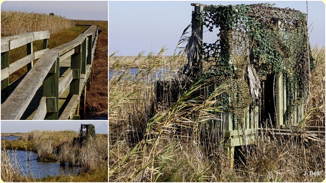64 Anahuac NWR 201114