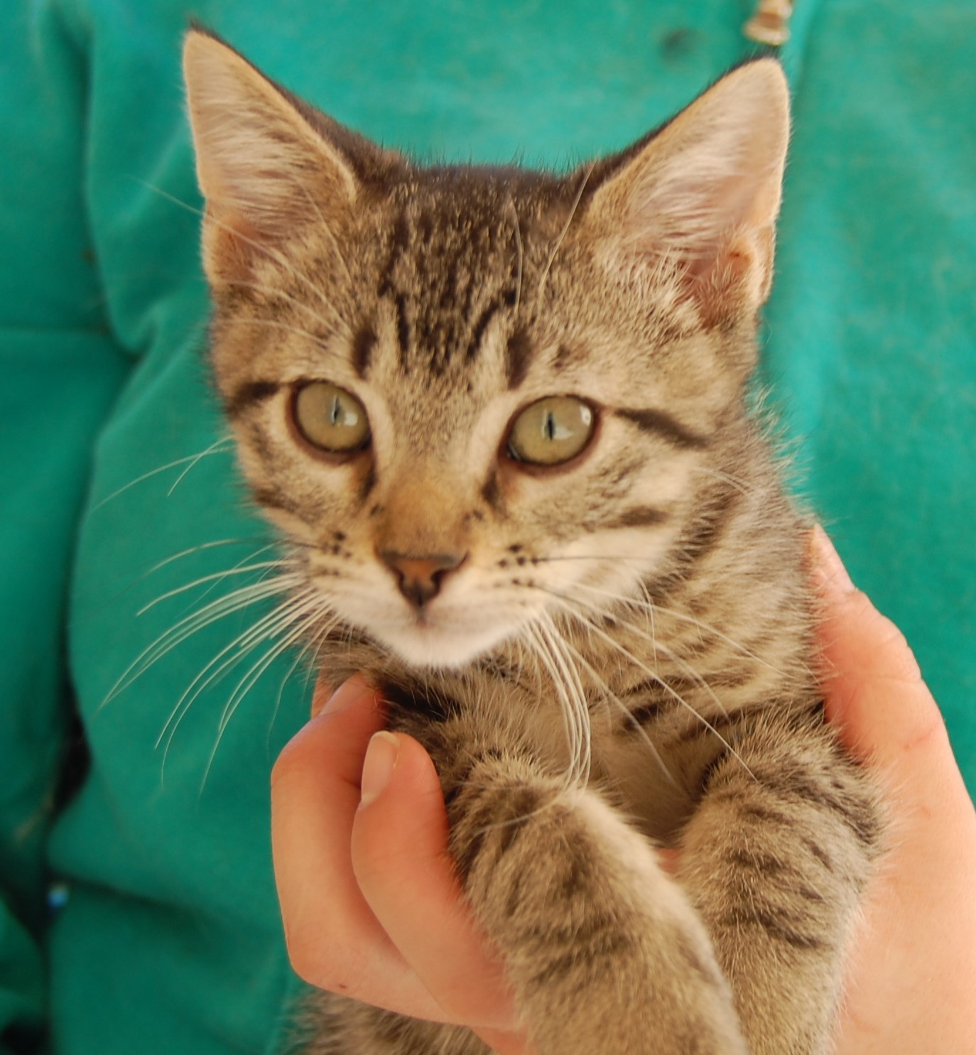 30 rescued kittens  ready for adoption  today 