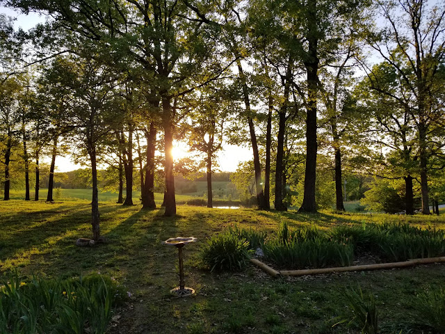 Trees casting long shadows in Missouri yard