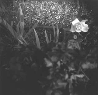 Closeup of a rose, with gravel, grass and leaves in the background.