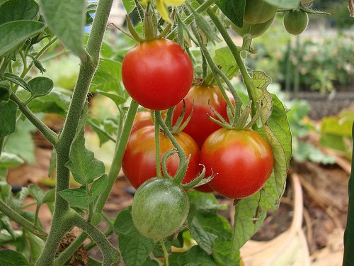 Tomato Plant Problems