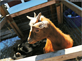 Granja de Sirope de Arce: Zona Animales