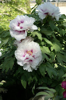 Paeonia suffruticosa 'Myohkoh no Takara'