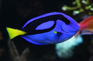 Blue Tang Fish Wallpaper