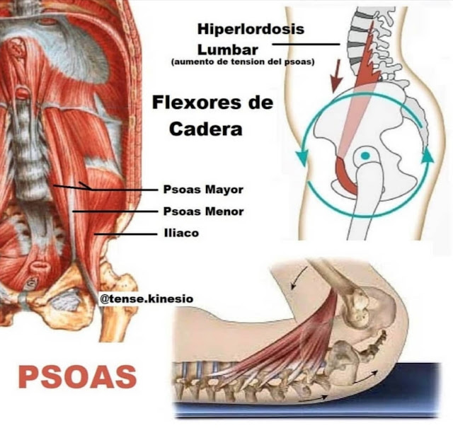 ☝️📸DOLOR LUMBAR POR TENSIÓN DEL PSOAS⁉️ (PARTE 1️⃣)