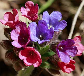 http://fr.wikipedia.org/wiki/Pulmonaria