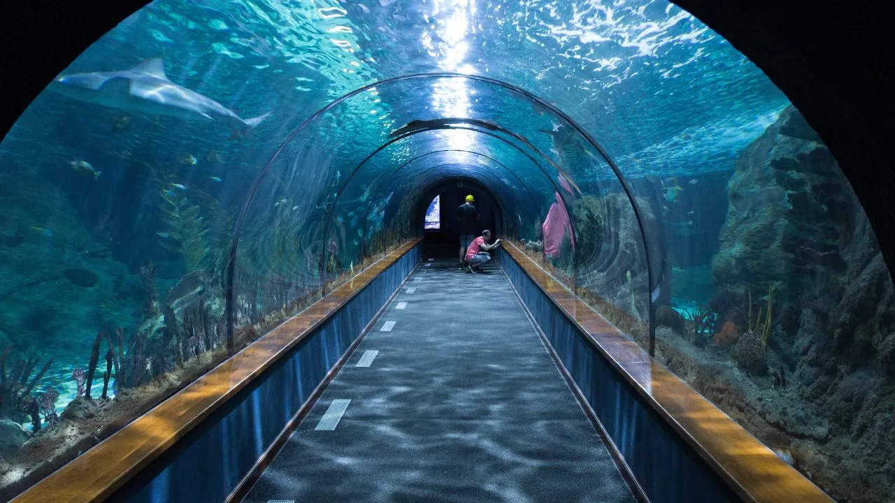 tunnel aquarium jp nagar