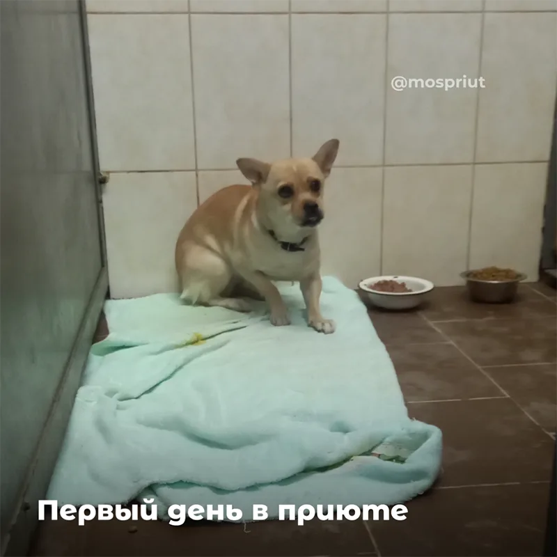 Малышка Лея, которую выкинули на улицу, нашла дом. Первый привет от Леи из дома | Приют для бездомных животных (собак), Москва, МО