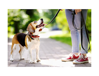 Beagles are an energetic and intelligent breed known for their keen sense of smell and love for exploration. While physical exercise is essential for their well-being, mental stimulation is equally important to keep them happy and healthy