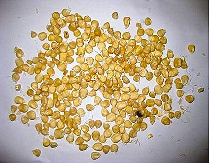 Corn seeds