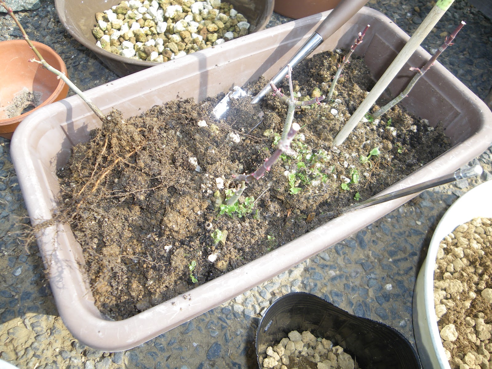 もみじの小さな鉢植えやミニ盆栽の作り方 植え付け 芽摘み 葉刈り編 メダカの大工