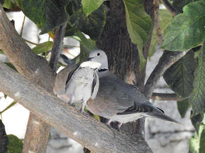 Eurasian Collared Dove