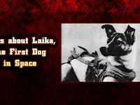 First dog in space "Laika" on 03 November.