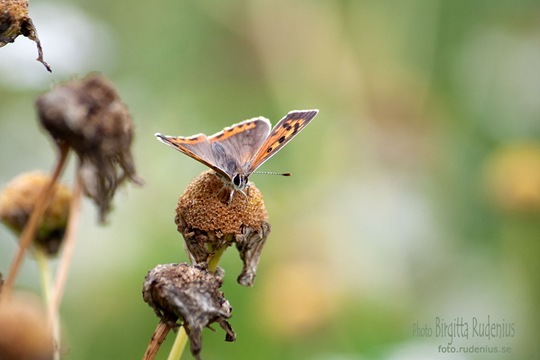 butterfly_20110730_brown1