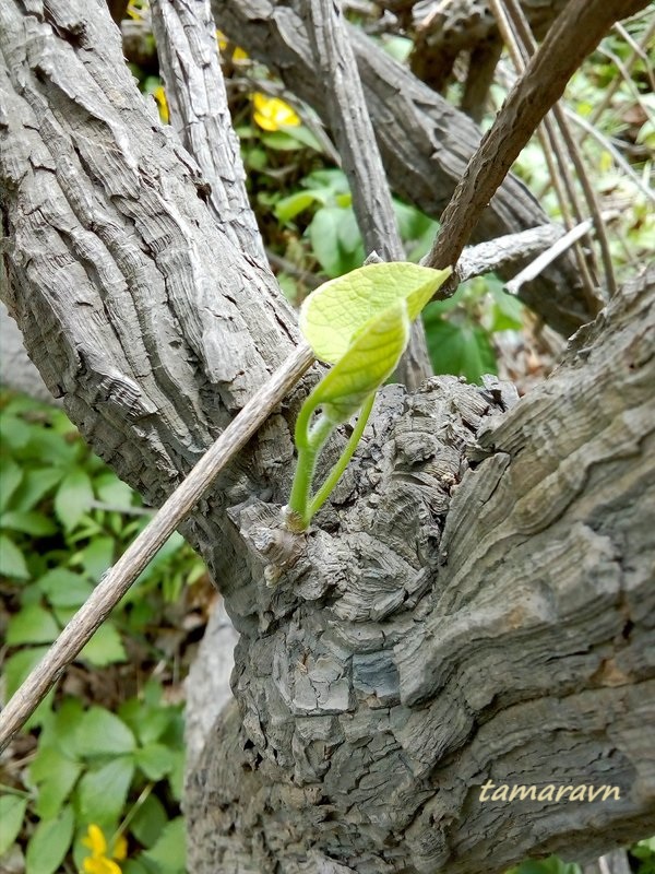 Кирказон маньчжурский / Аристолохия маньчжурская (Aristolochia manshuriensis)