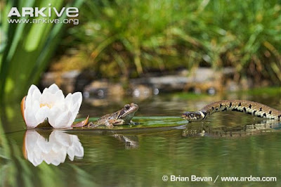 Grass Snake and Common Frog