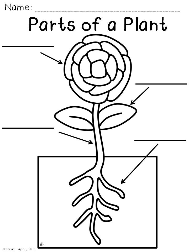  Parts Of A Plant Coloring Page 9