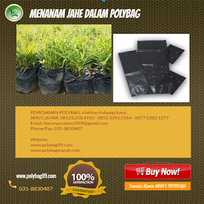 Seperti itu ketika kita pergi ke rumah didesa ataupun penginapan yang mempunyai beraneka t Kampung Segar Karena Tanaman Polybag