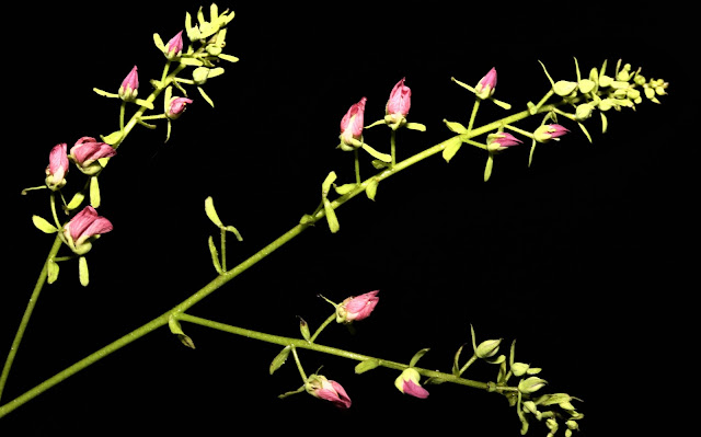 Dalbergia stipulacea