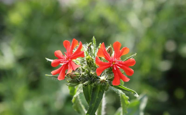 Maltese Cross Flowers Pictures