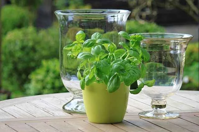 How to Successfully Replant Hydroponic Basil to Soil