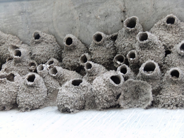 swallows mud nest