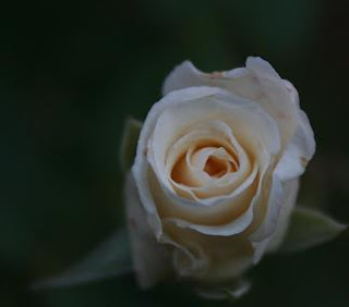 White Rose at Night