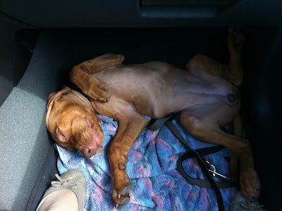 Vizsla Welpe beim Auto Fahren