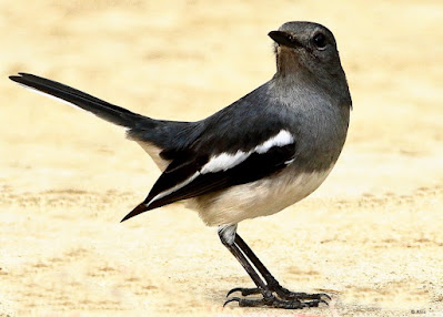 "Oriental Magpie-Robin - Copsychus saularis, resident female on the garden floor."