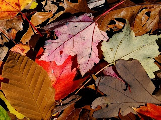 Autumn-Leaves-Wallpapers