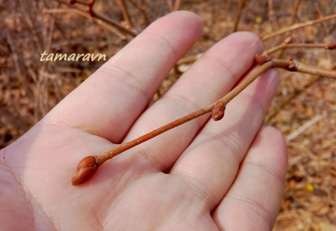 Липа амурская (Tilia amurensis)