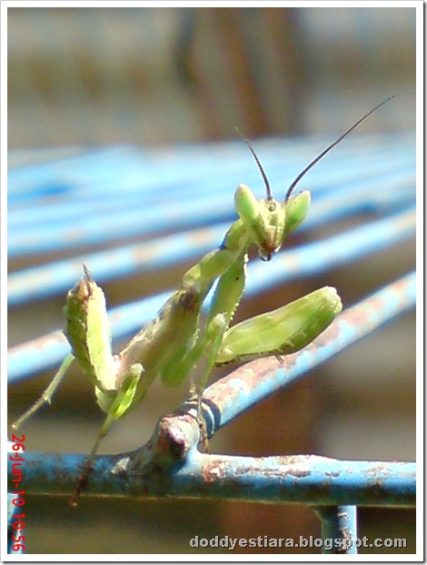 young praying mantis 01