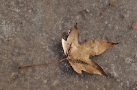 Maple leaf embedded in slowly melting ice