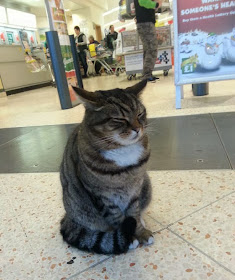Brutus si Kucing Supermarket nongkrong di depan supermarket