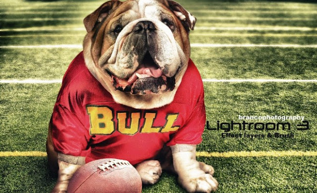 funny bull dog