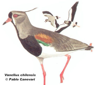 Tero común Vanellus chilensis