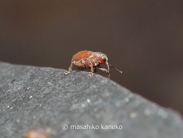 チャイロアカサルゾウムシ