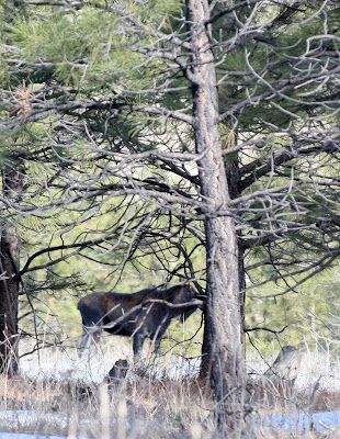 A Moose, click on photo for a larger view