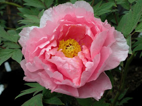 HANA KISOI TREE PEONY, PEONY FARM WA