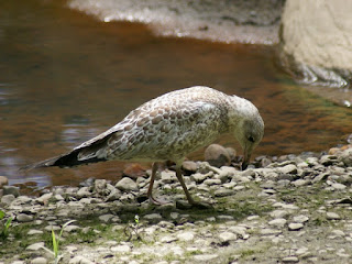 Larus delawarensis - Goéland à bec cerclé