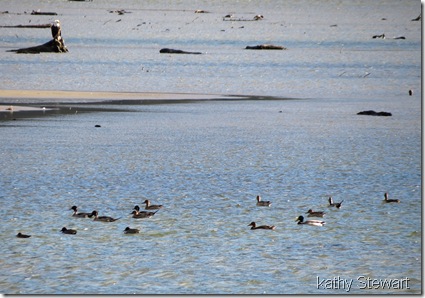 Northern Pintails